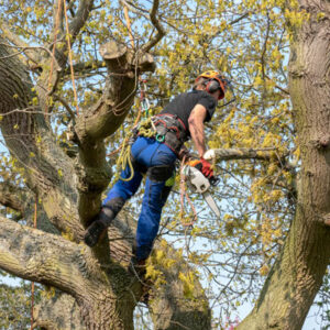 Forestry First Aid Course
